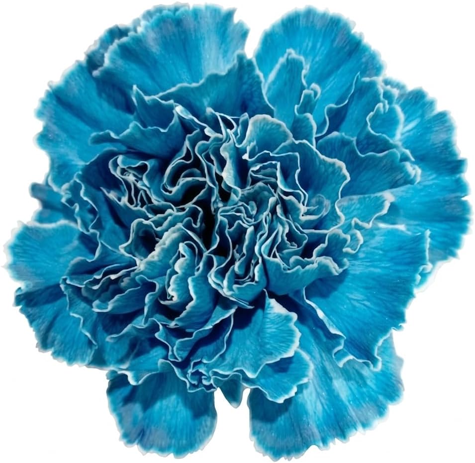 Vibrant Blue Carnations for Elegant Arrangements