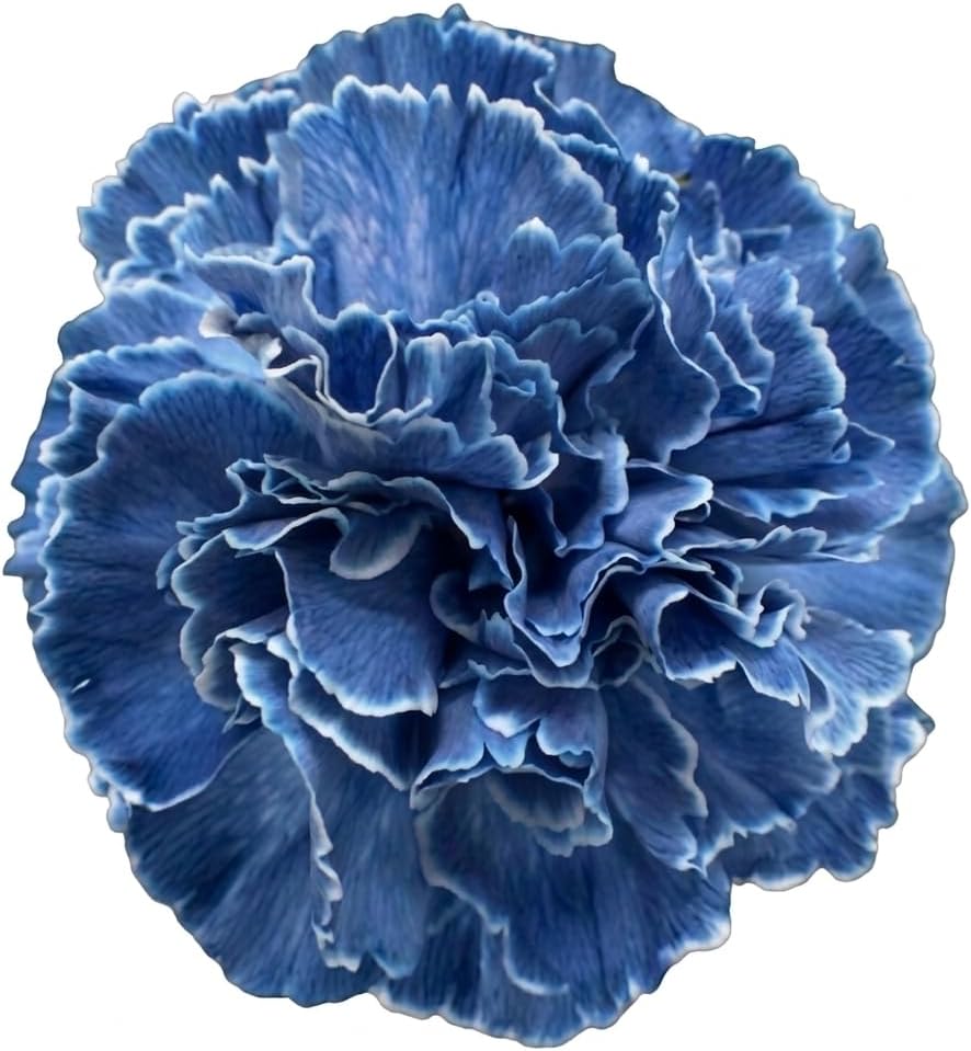 Vibrant Blue Carnations for Elegant Arrangements