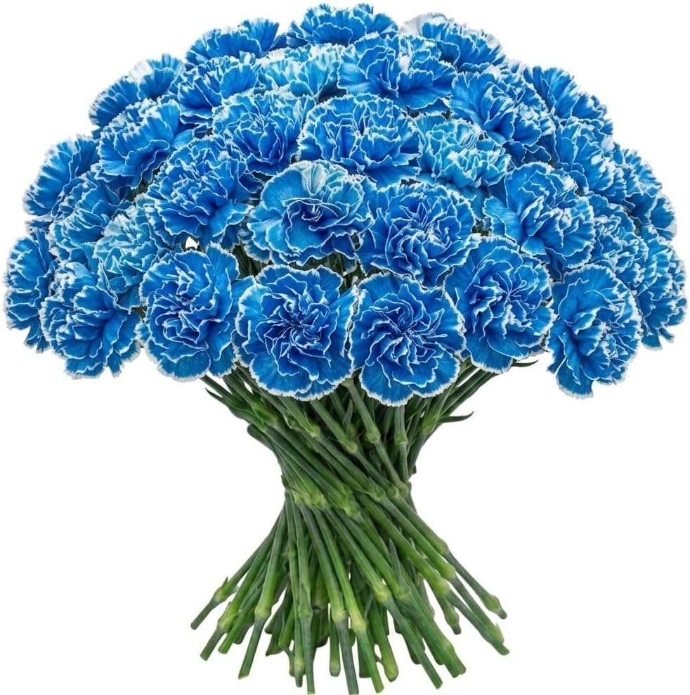 Vibrant Blue Carnations for Elegant Arrangements