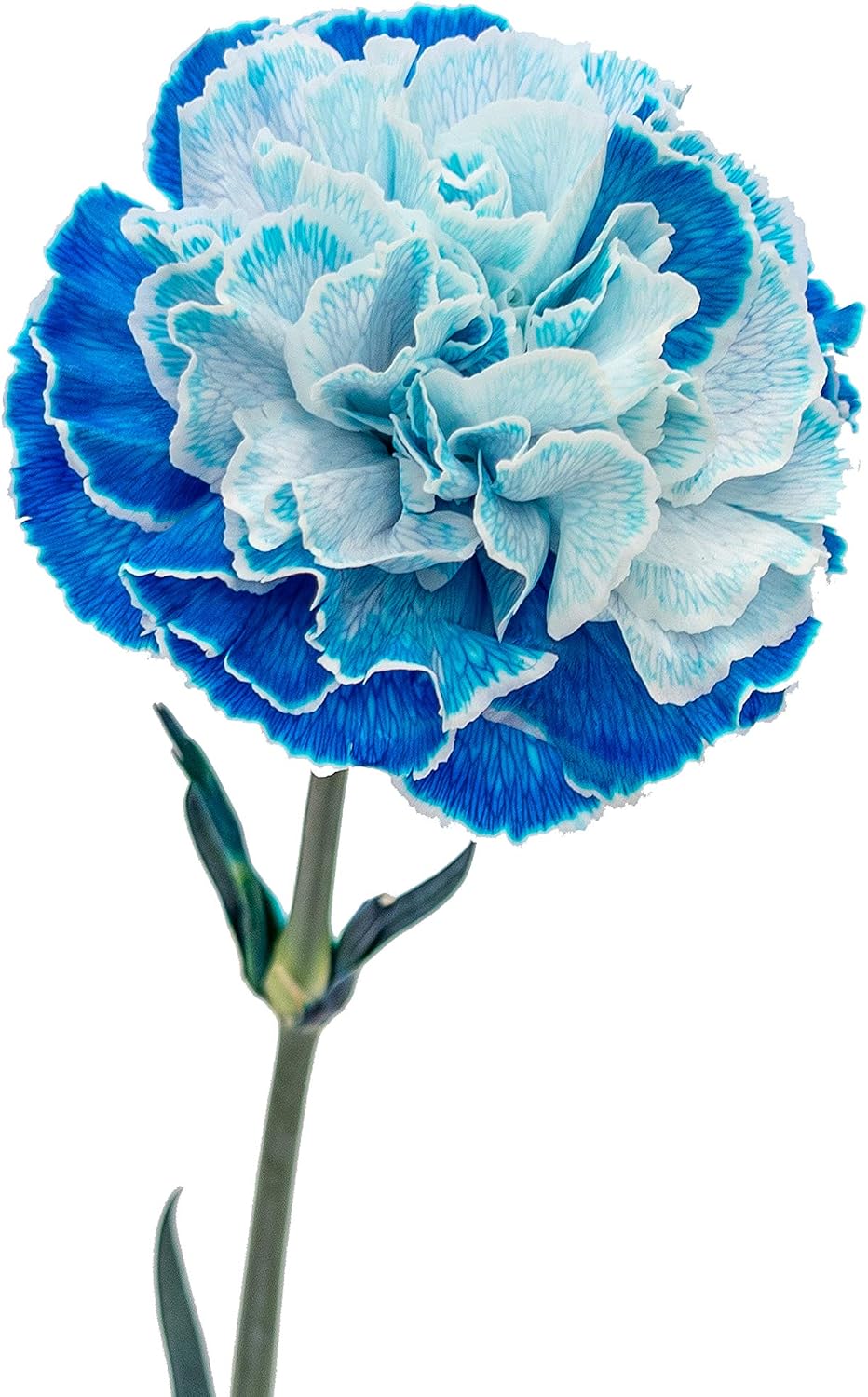 Vibrant Blue Carnations for Elegant Arrangements