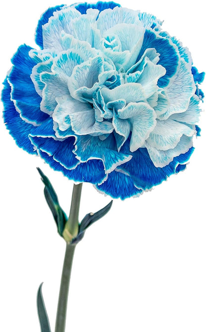 Vibrant Blue Carnations for Elegant Arrangements